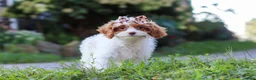 Cavapoo dogs for sale: Jessica - Ad 4