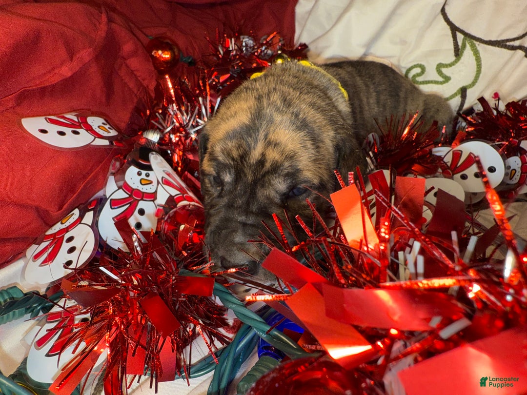 Great Dane dogs for sale: Howard - Ad 22