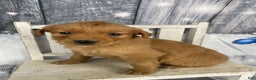 Golden Retriever dogs for sale: Jess - Ad 4
