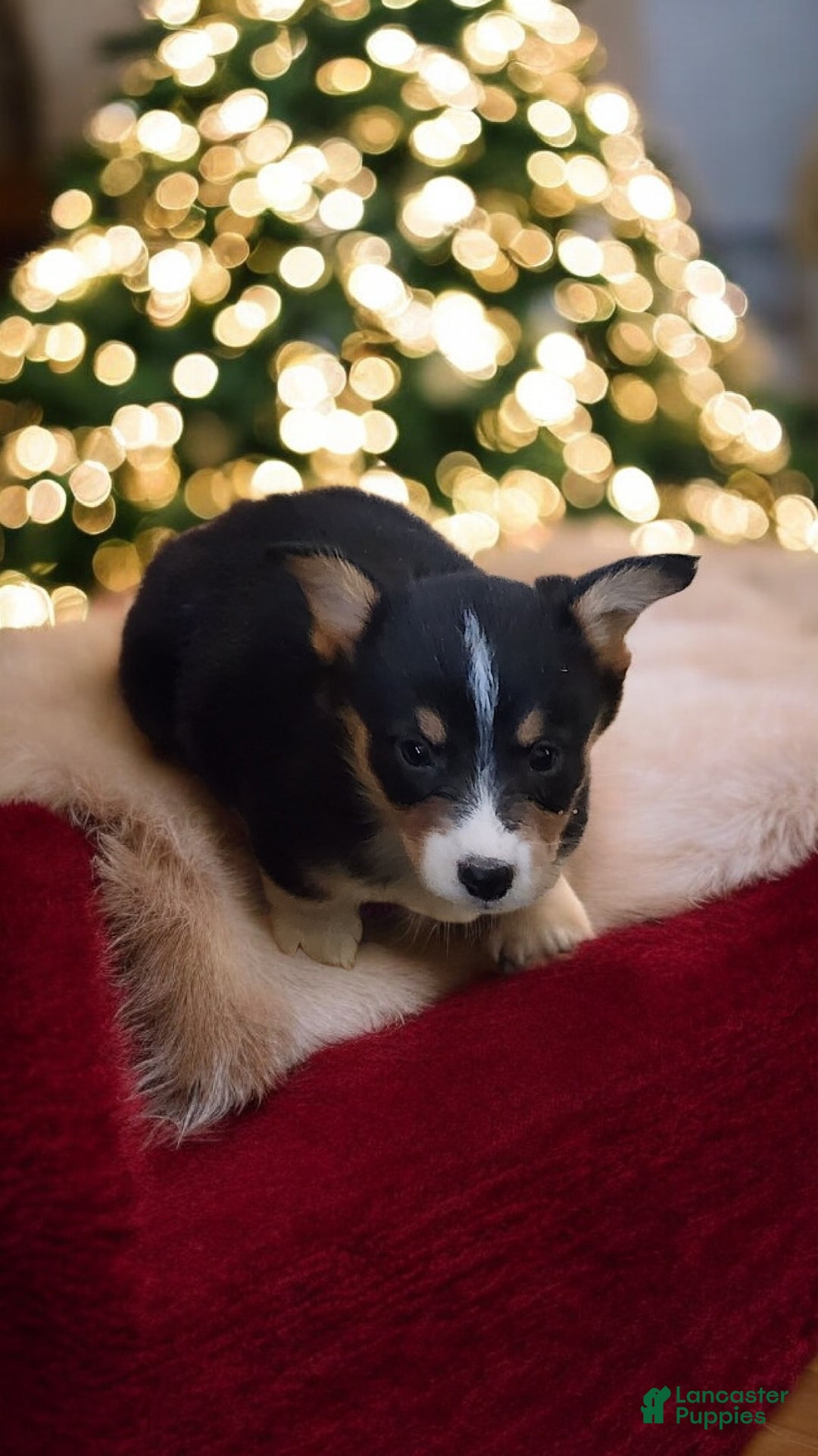 Welsh Corgi Pembroke dogs for sale: Donny  - Ad 12