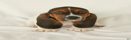 Basset Hound dogs for sale: Allie - Ad 3