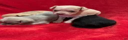 Chihuahua dogs for sale: Chihuahua 4 - Ad 6