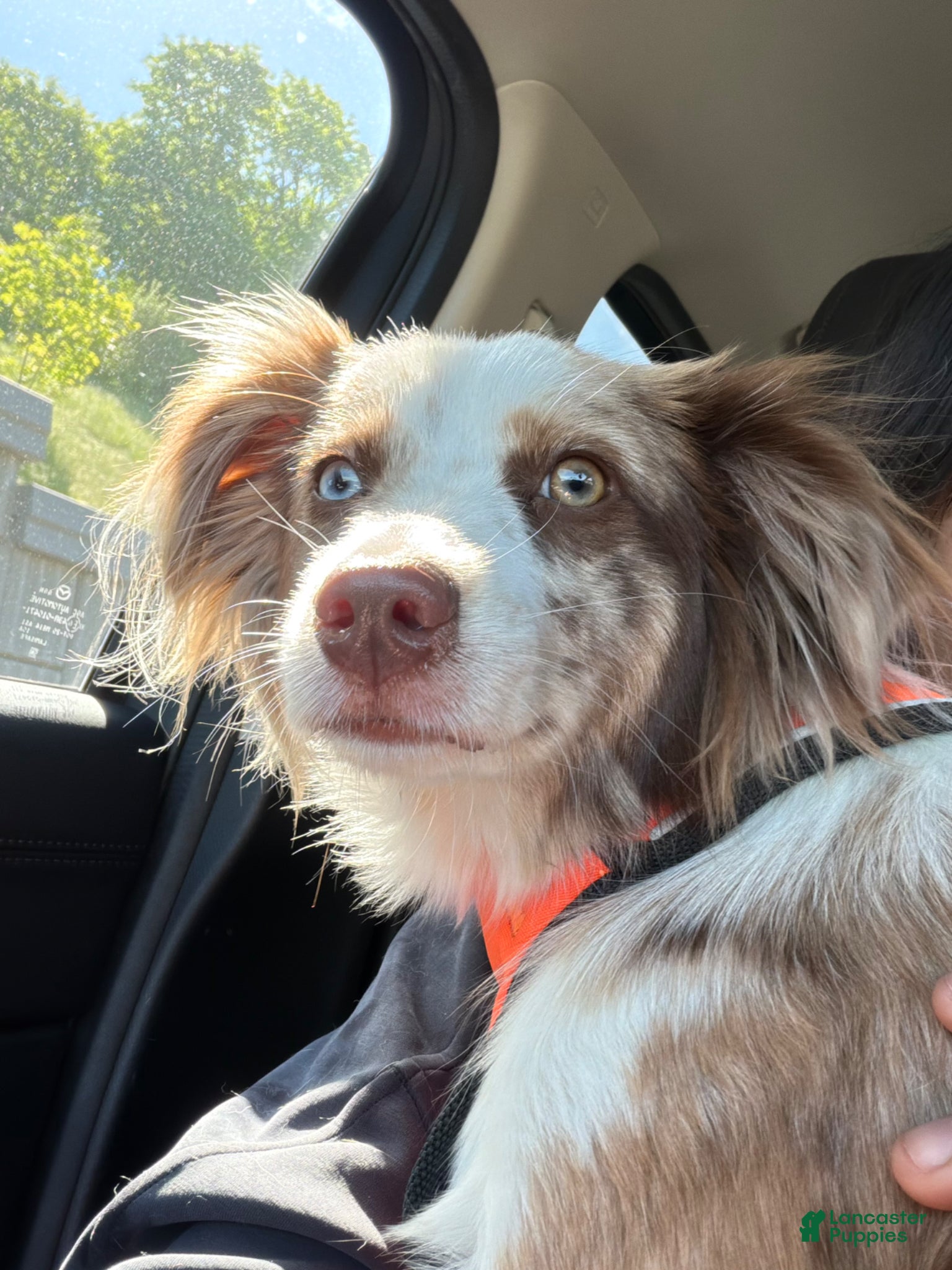 Miniature Australian Shepherd dogs Miniature Australian Shepherd - Male - Ad 14