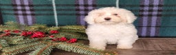 Mini Bernedoodle dogs for sale: Flake - Ad 17
