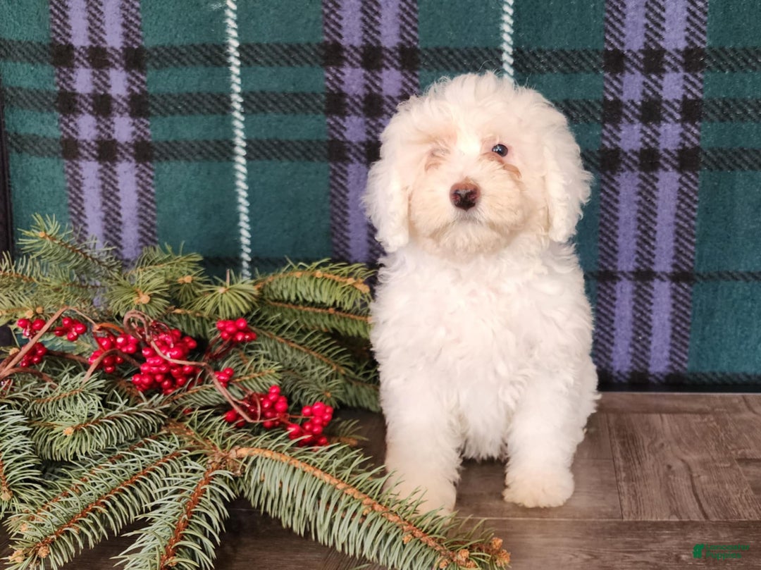 Mini Bernedoodle dogs for sale: Flake - Ad 17