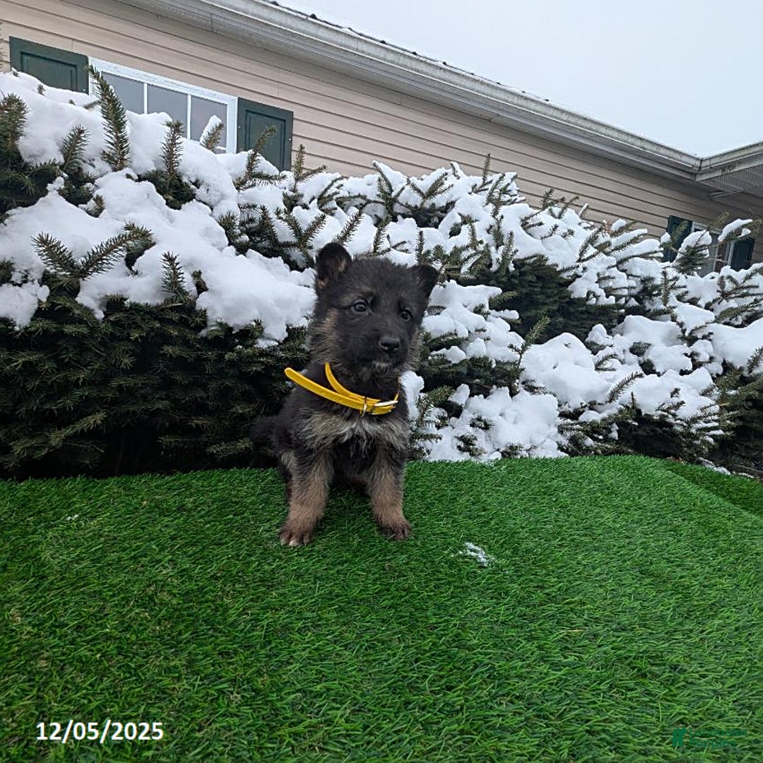 German Shepherd dogs for sale: Cindy - Ad 5