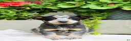 Australian Cattle Dog dogs for sale: Chloe - Ad 1