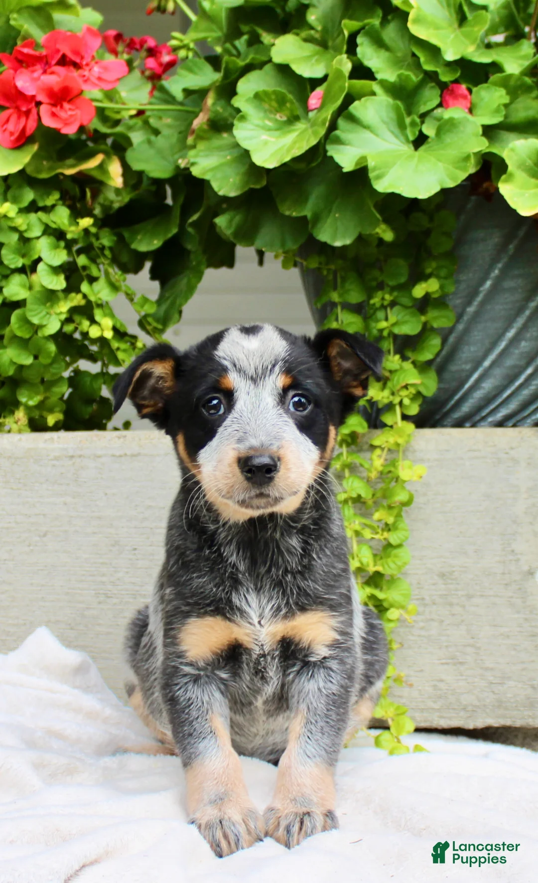 Australian Cattle Dog dogs for sale: Chloe - Ad 1