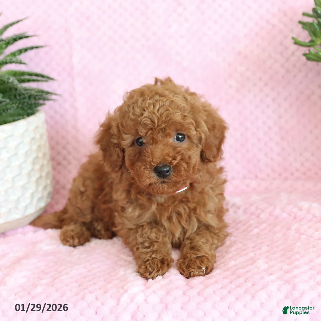 Miniature Poodle dogs for sale: Ondrea - Ad 5
