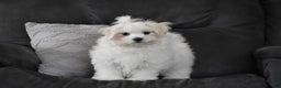 Maltese dogs for sale: Finley - Ad 3