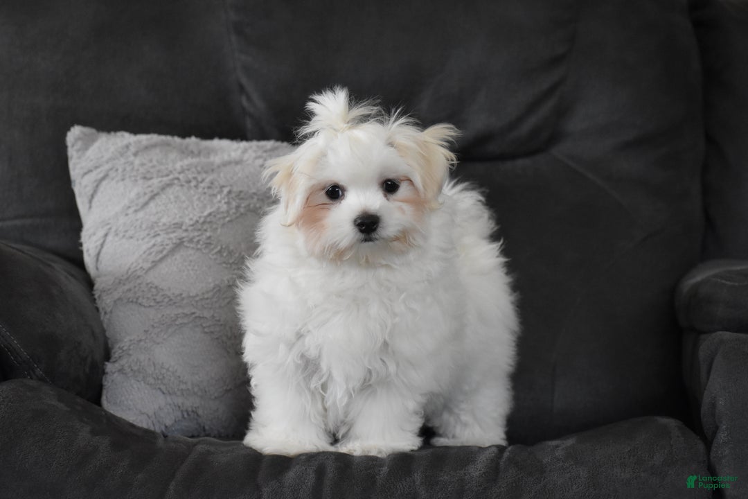 Maltese dogs for sale: Finley - Ad 3