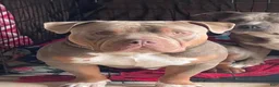 American Bully dogs for sale: American Bully 7 - Ad 4