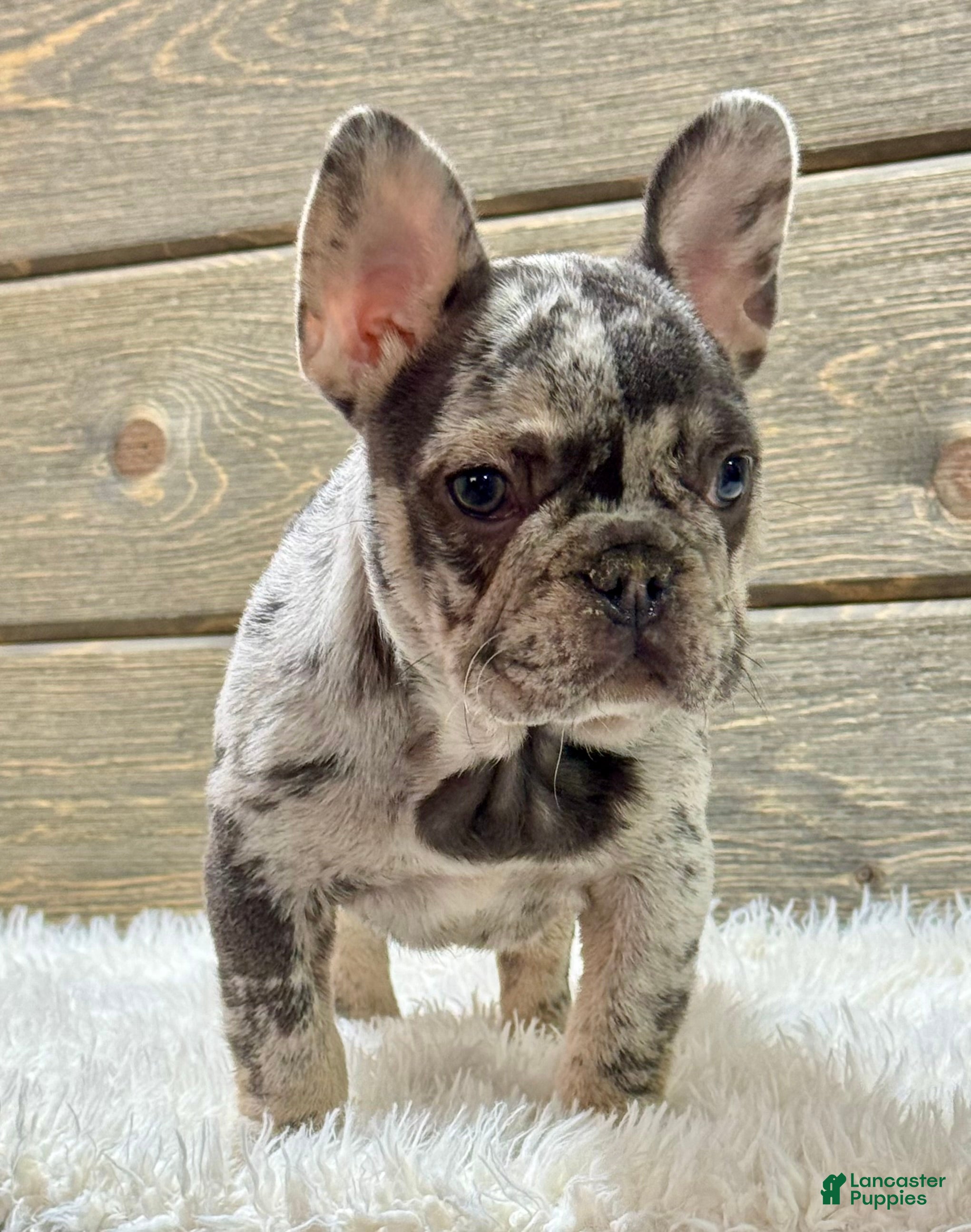 French Bulldog dogs for sale: Mercedes  - Ad 4