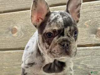 French Bulldog dogs for sale: Mercedes - Ad 4