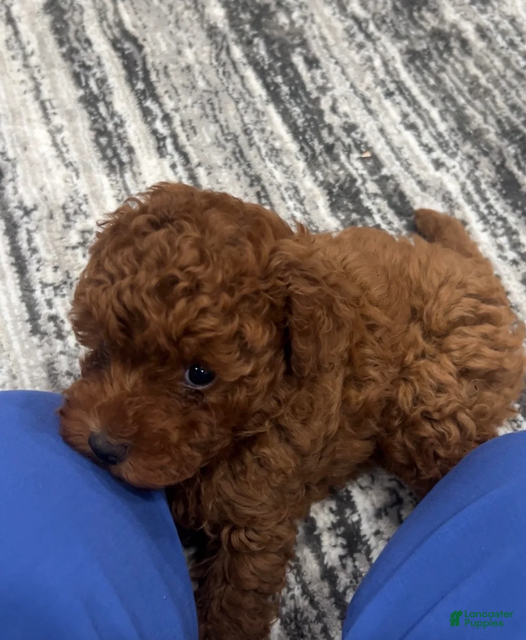 Toy Poodle dogs for sale: Toy Poodle Puppy 1 - Ad 1