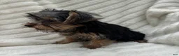Yorkshire Terrier dogs for sale: Vinny - Ad 10
