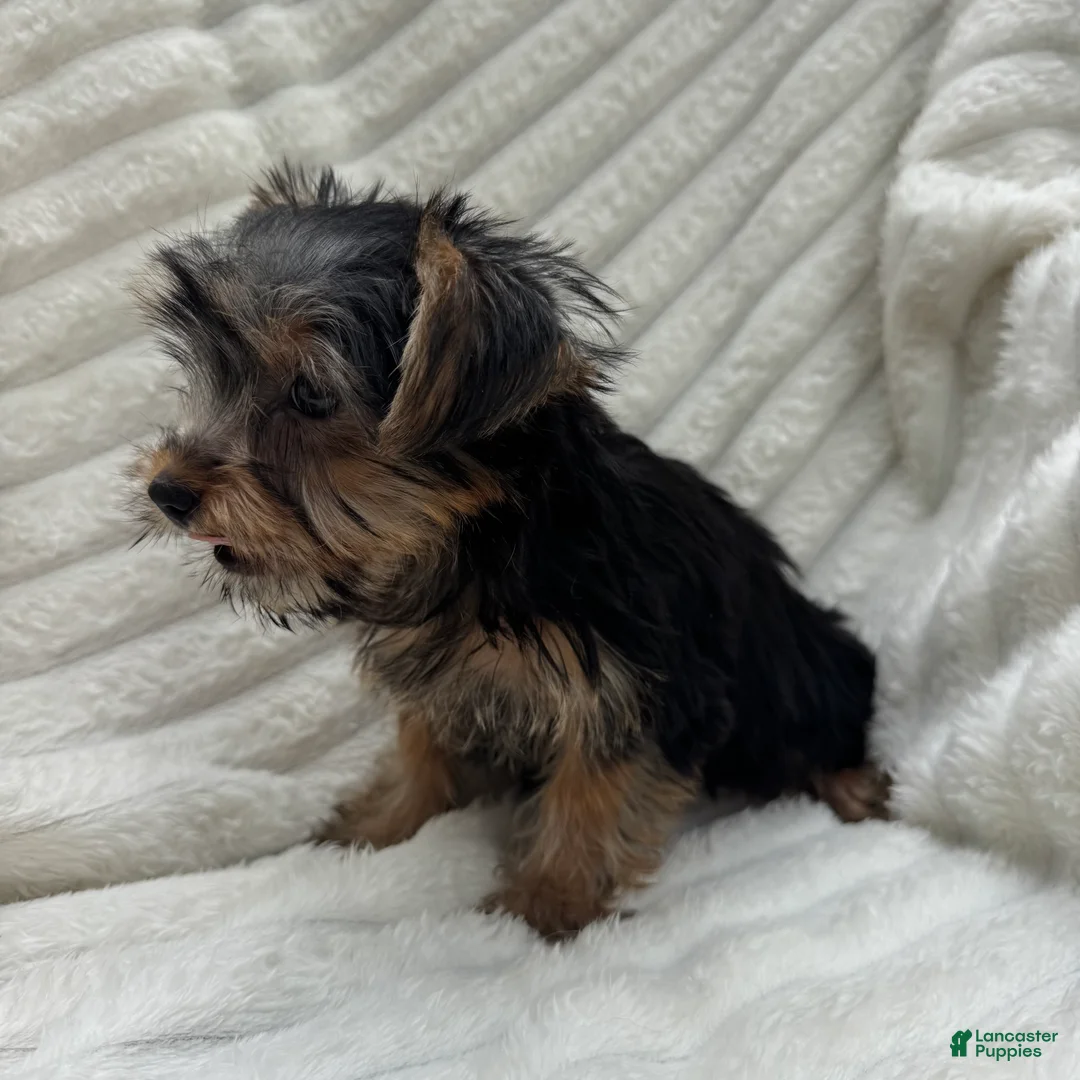 Yorkshire Terrier dogs for sale: Vinny - Ad 10