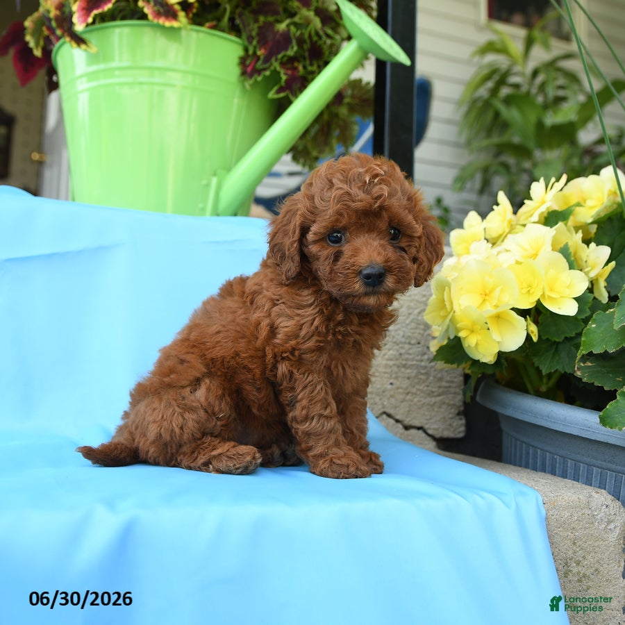 Toy Poodle dogs Fluffy - Ad 2