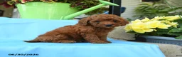 Toy Poodle dogs for sale: Fluffy - Ad 2