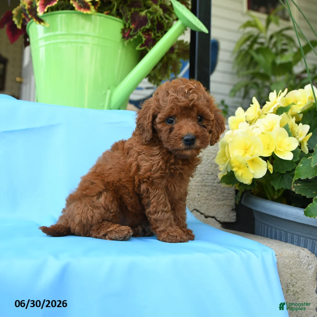 Toy Poodle dogs for sale: Fluffy - Ad 2