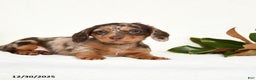 Miniature Dachshund dogs for sale: Cherish - Ad 1
