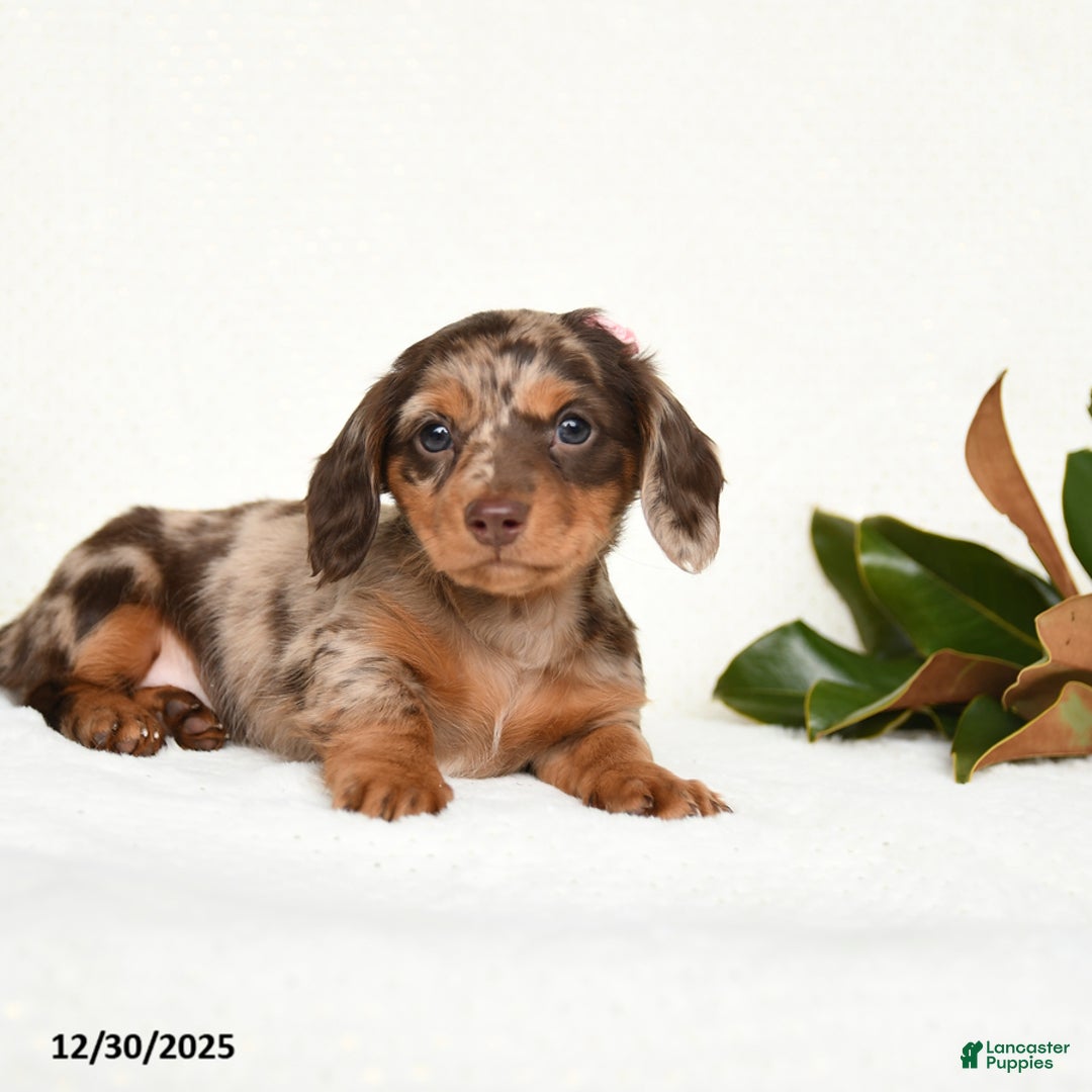 Miniature Dachshund dogs for sale: Cherish - Ad 1