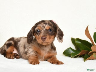Miniature Dachshund dogs for sale: Cherish - Ad 1