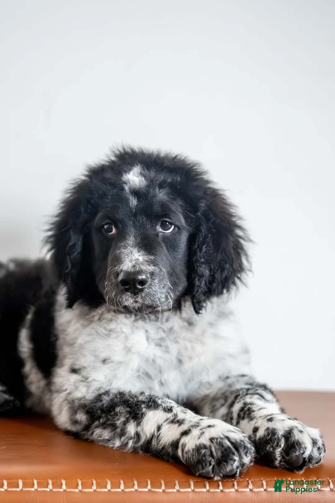 Bernedoodle dogs for sale: Bernedoodle Puppy 8 - Ad 5