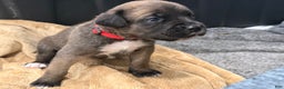 Cane Corso dogs for sale: Xena ( Red) - Ad 2