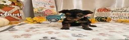 Yorkshire Terrier dogs for sale: Mason Jay - Ad 2