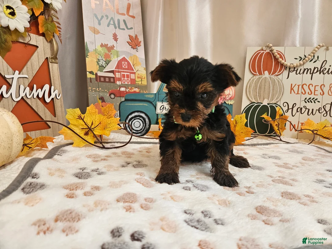Yorkshire Terrier dogs for sale: Mason Jay - Ad 2