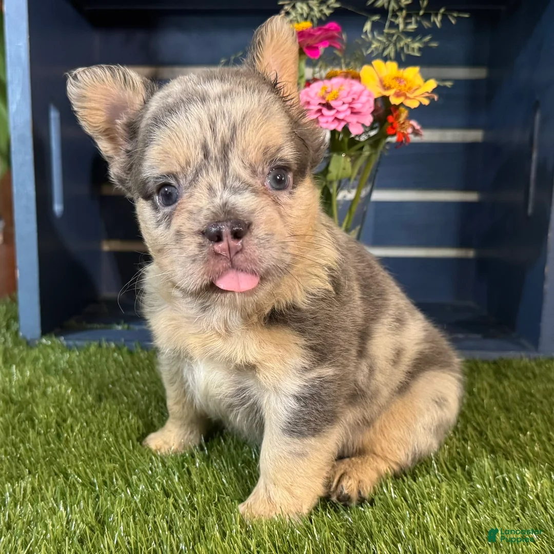 French Bulldog dogs for sale: Grace - Ad 1