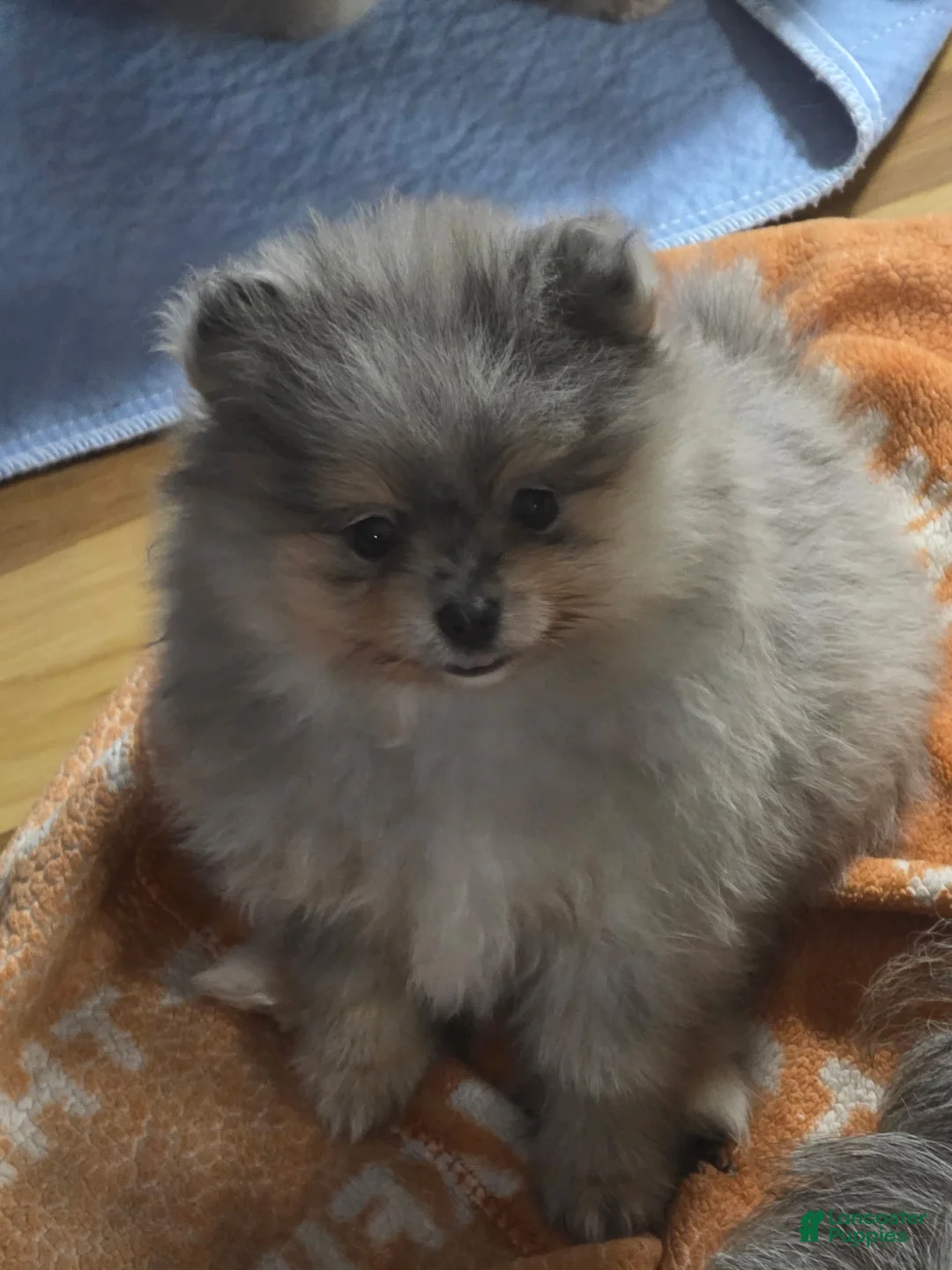Pomeranian dogs for sale: Akc buddy  - Ad 1