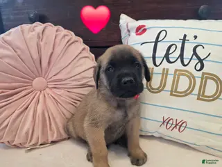 English Mastiff dogs Red Collar - Ad 23