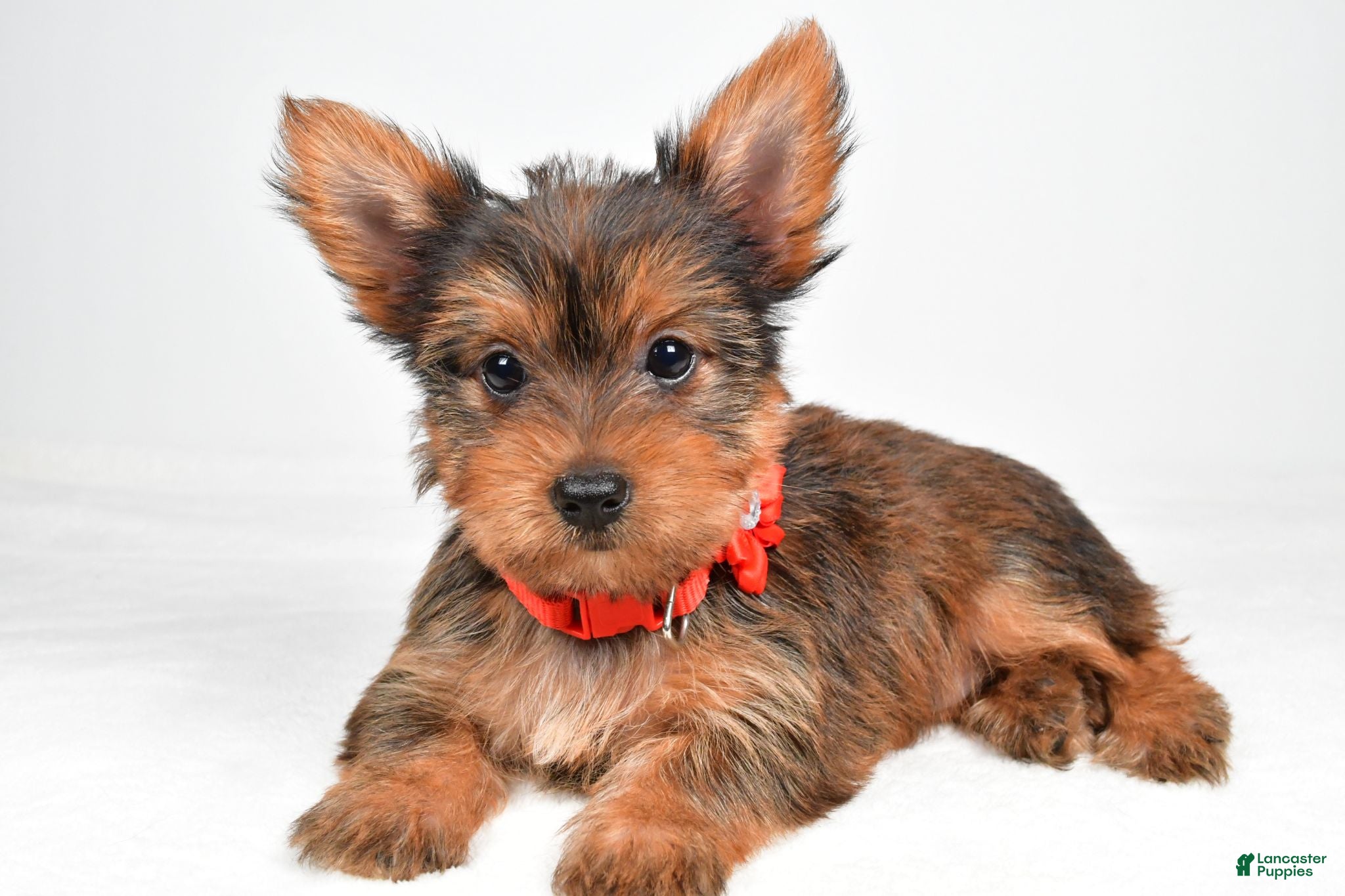 Yorkshire Terrier dogs Patty - Ad 2