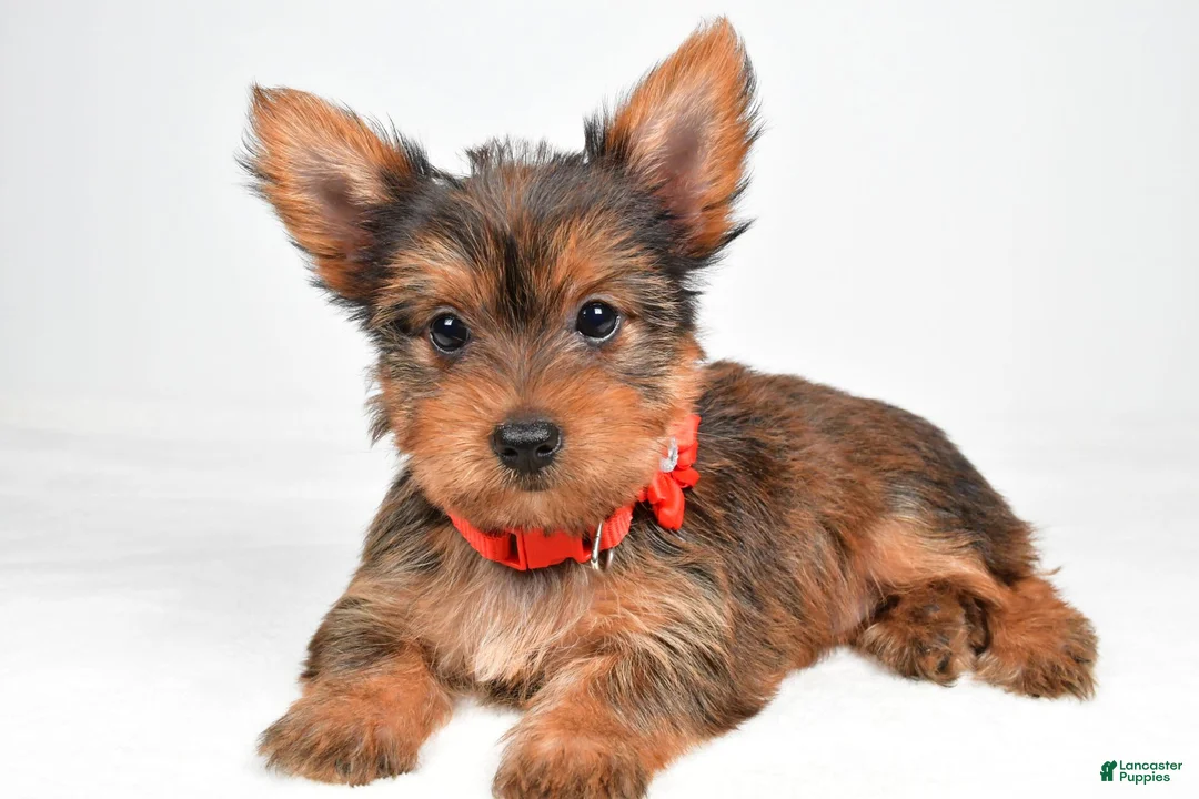 Yorkshire Terrier dogs for sale: Patty - Ad 2