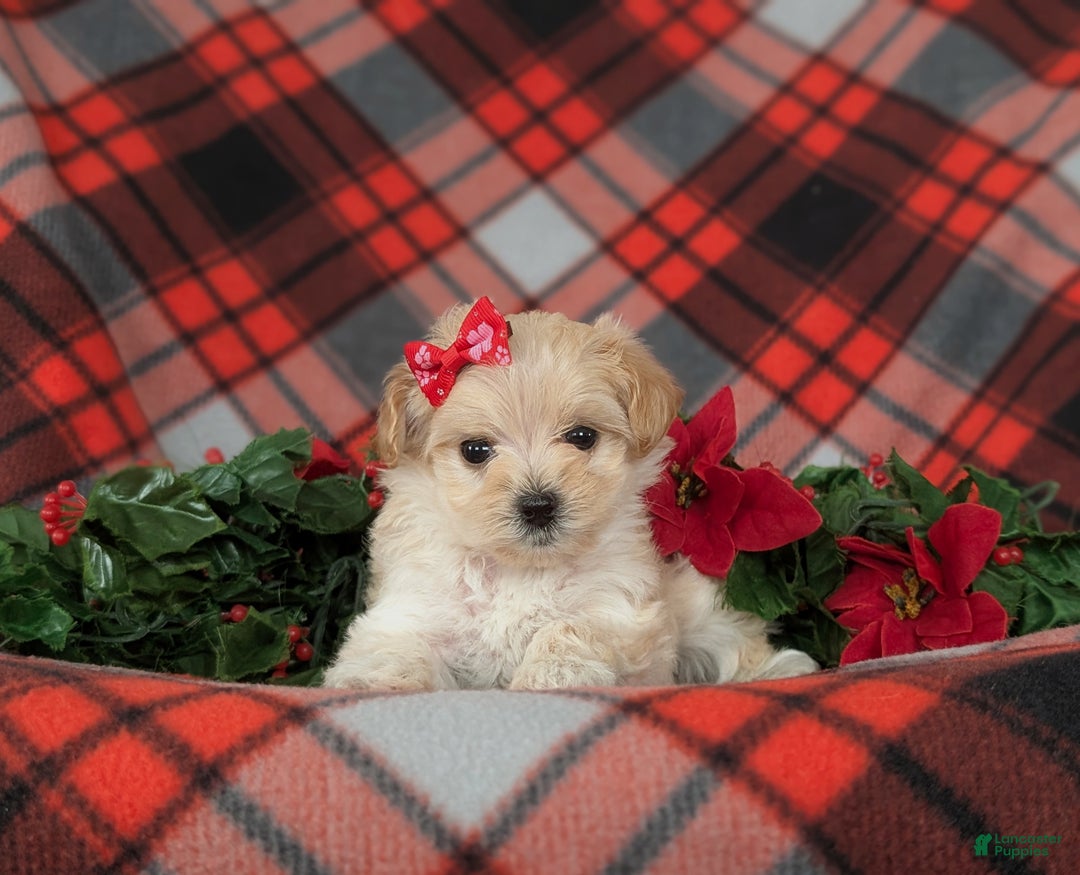 Maltipoo dogs for sale: Chloe 7 lbs Full Grown - Ad 6