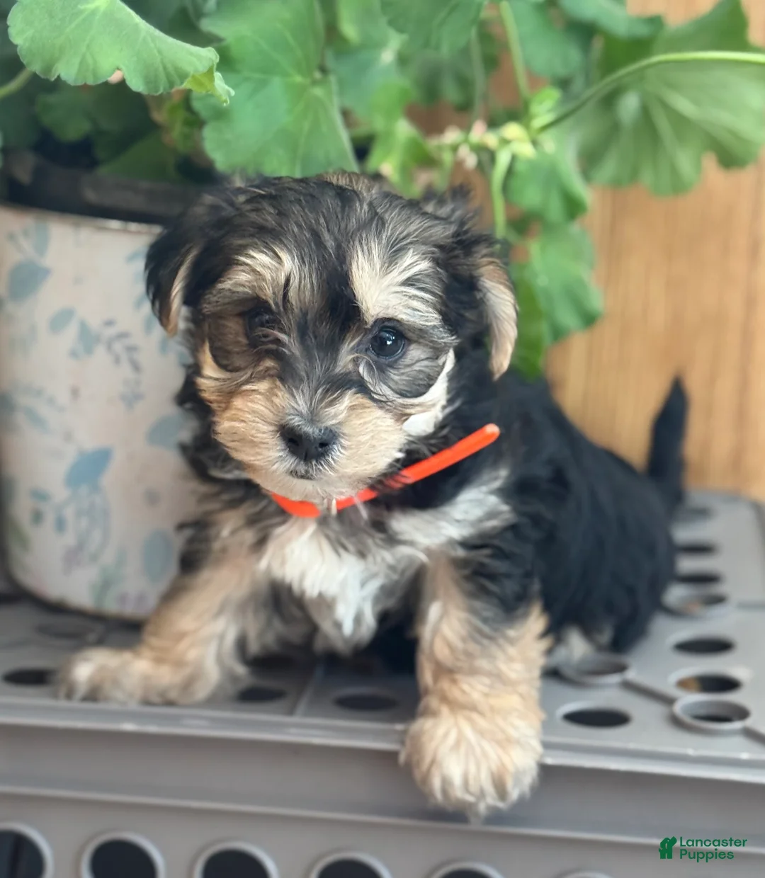 Morkie dogs for sale: Bridgette - Ad 5