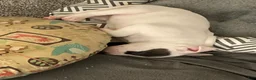 Mixed Breed dogs for sale: Bailey - Ad 2