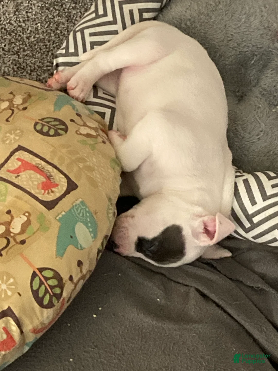 Mixed Breed dogs for sale: Bailey - Ad 2