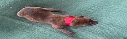 Belgian Malinois dogs for sale: Red male - Ad 6