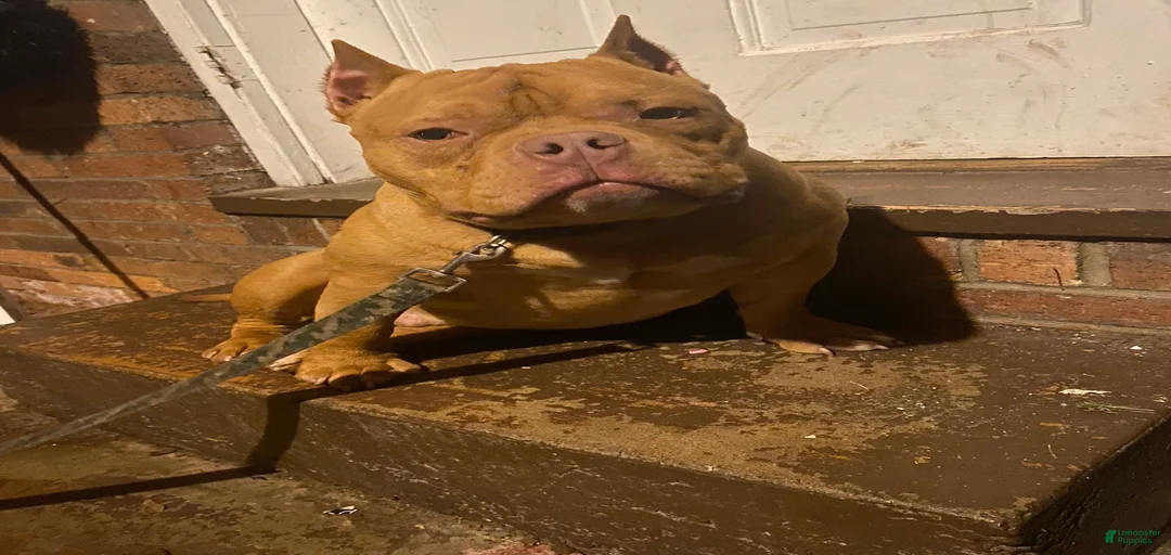 Gallery Image {{count}}