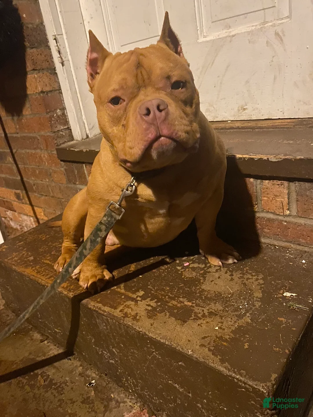 Gallery Image {{count}}