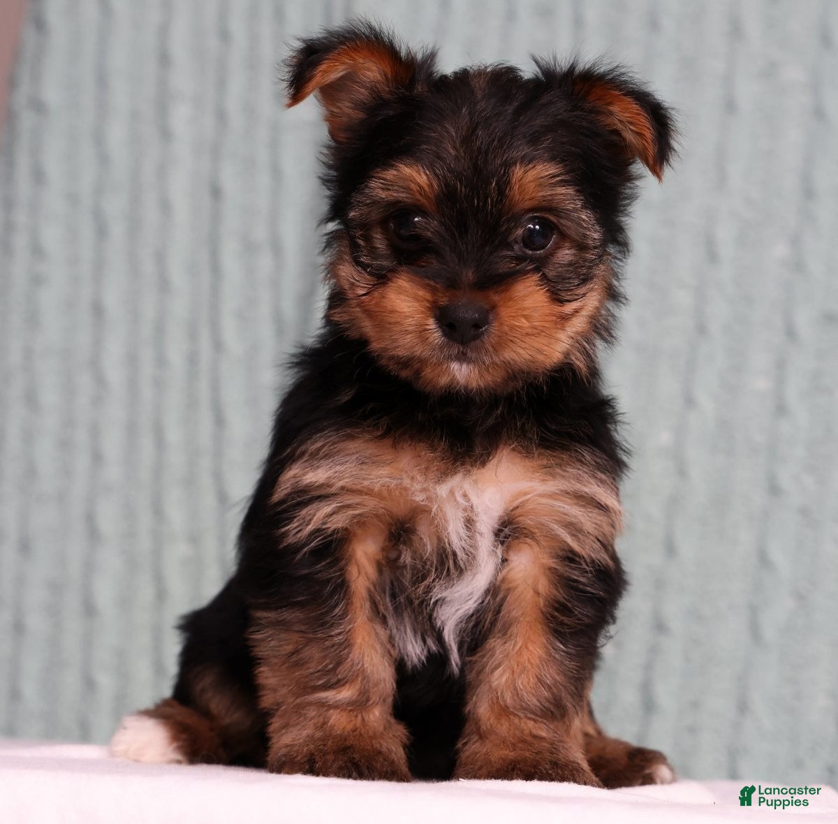 Yorkshire Terrier dogs Delaney - Ad 1