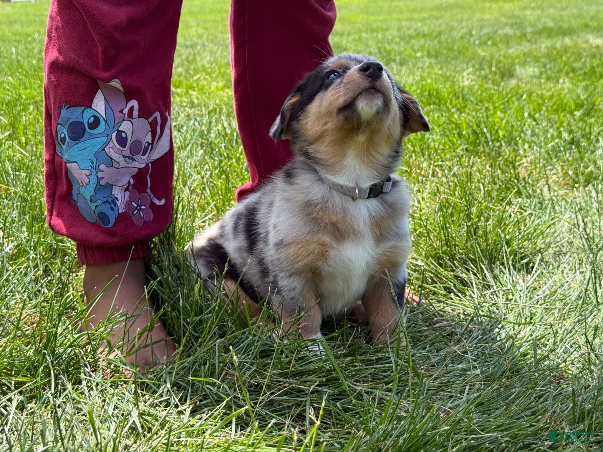 Mixed Breed dogs Angel - Ad 2