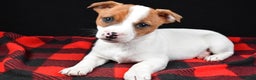 Jack Russell Terrier dogs for sale: Thunder - Ad 6