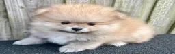 Pomeranian dogs for sale: Kayla - Ad 8