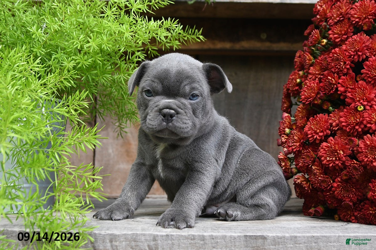 Frenchton dogs Rambo - Ad 1