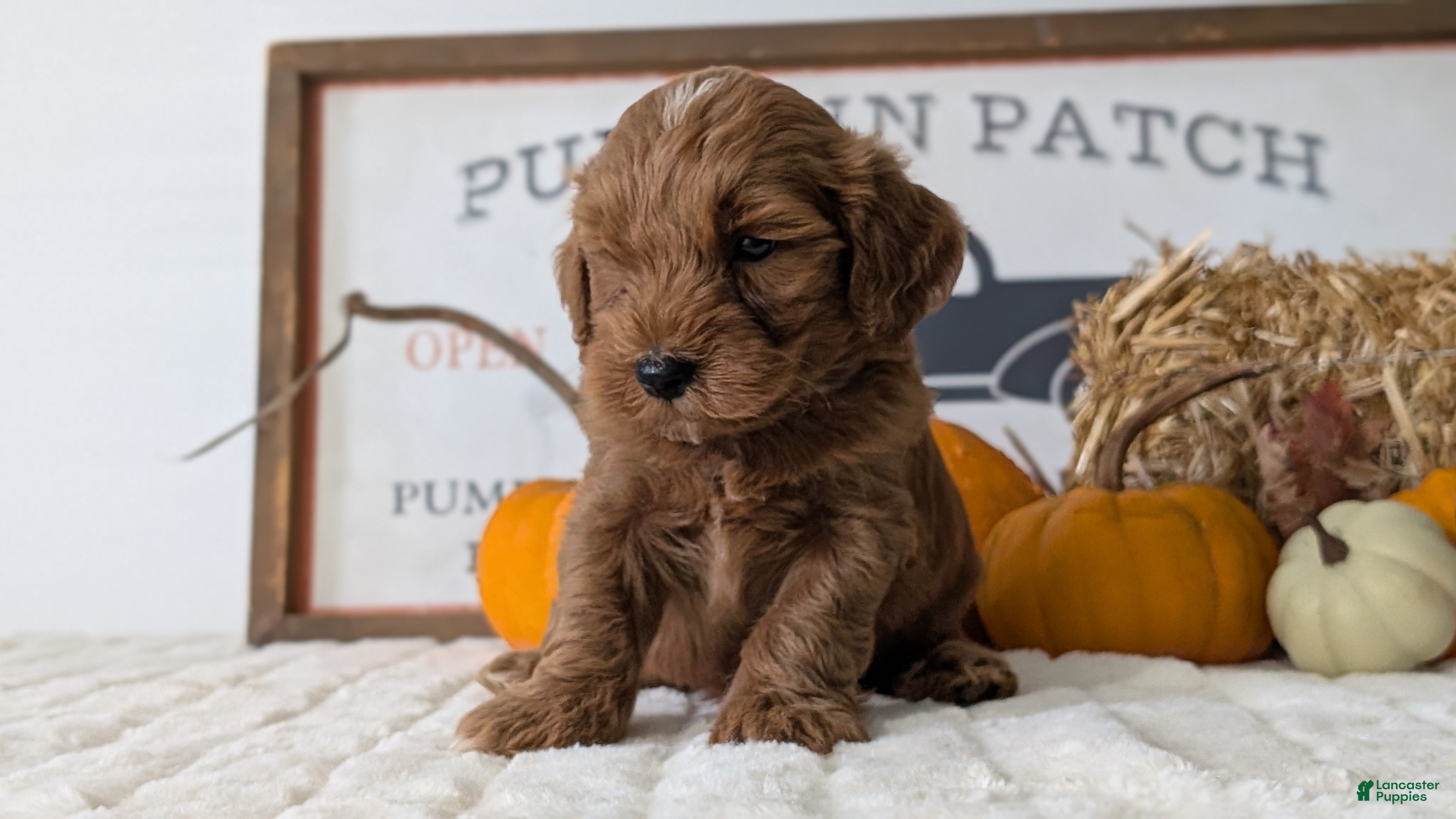 Mini Goldendoodle dogs Asher - Ad 2