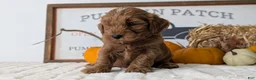 Mini Goldendoodle dogs for sale: Asher - Ad 2